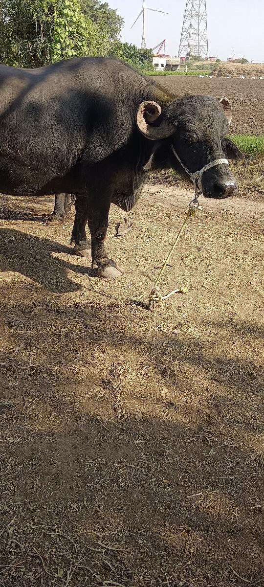 થંબનેલ 2