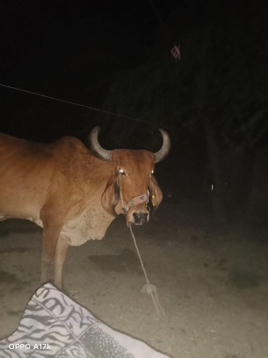 થંબનેલ 3