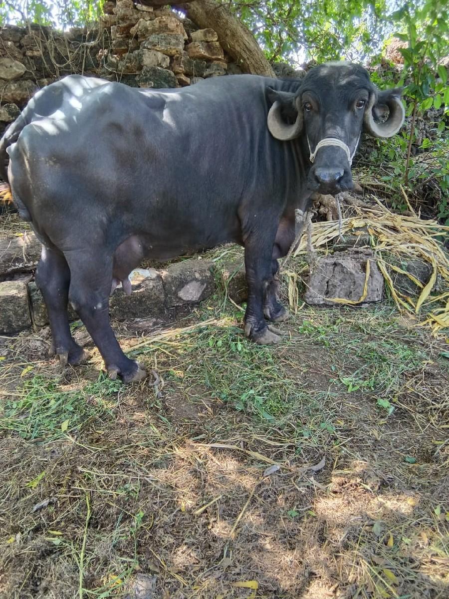 થંબનેલ 3