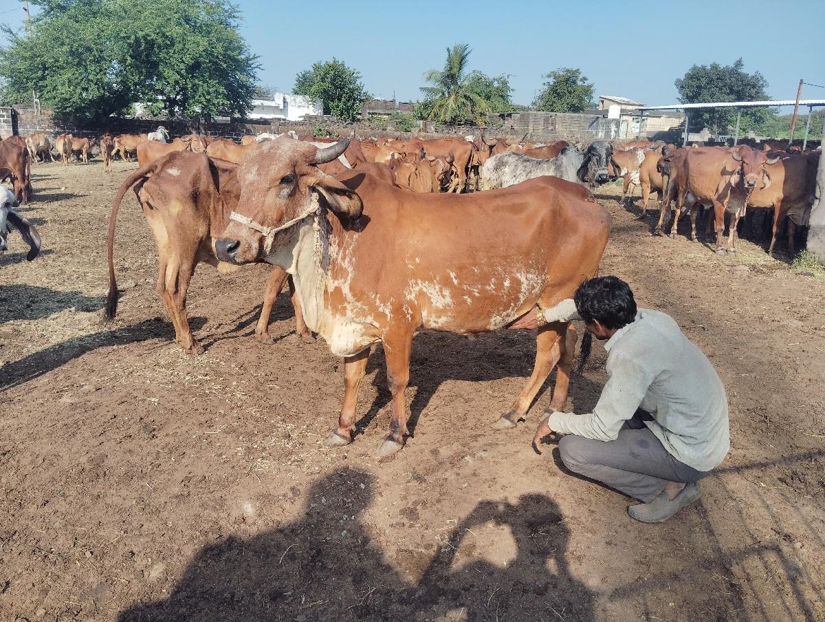 થંબનેલ 2