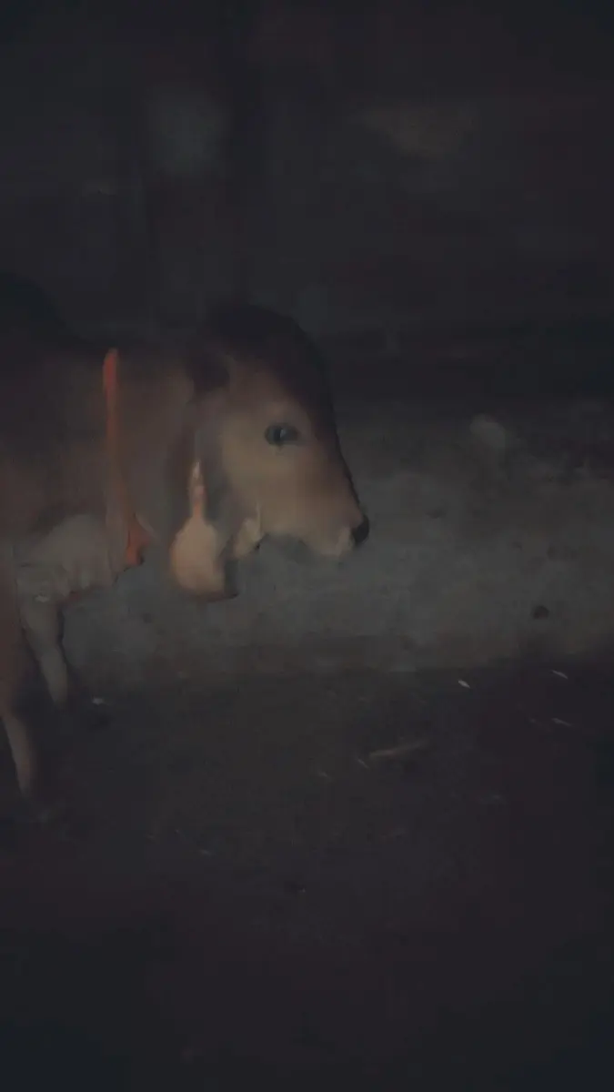 થંબનેલ 3