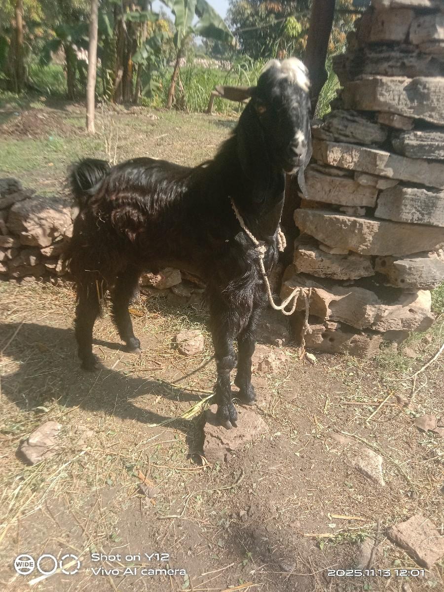 થંબનેલ 3