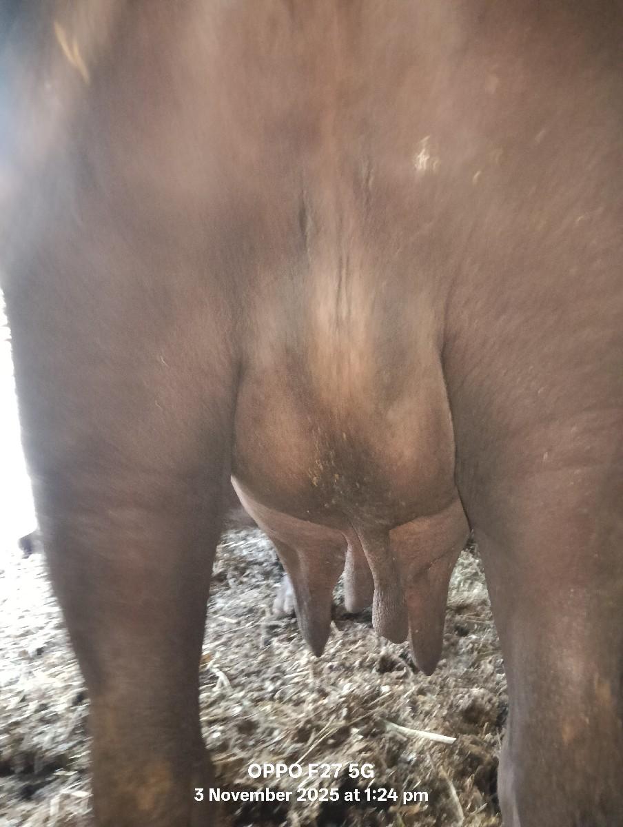 આ ભેંસ વેસવાની