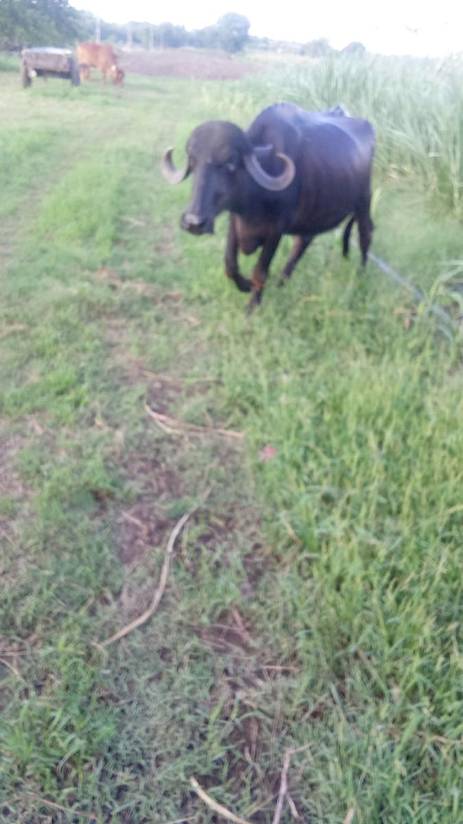 थंबनेल 2