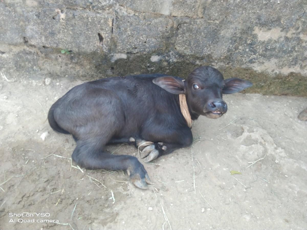 થંબનેલ 2