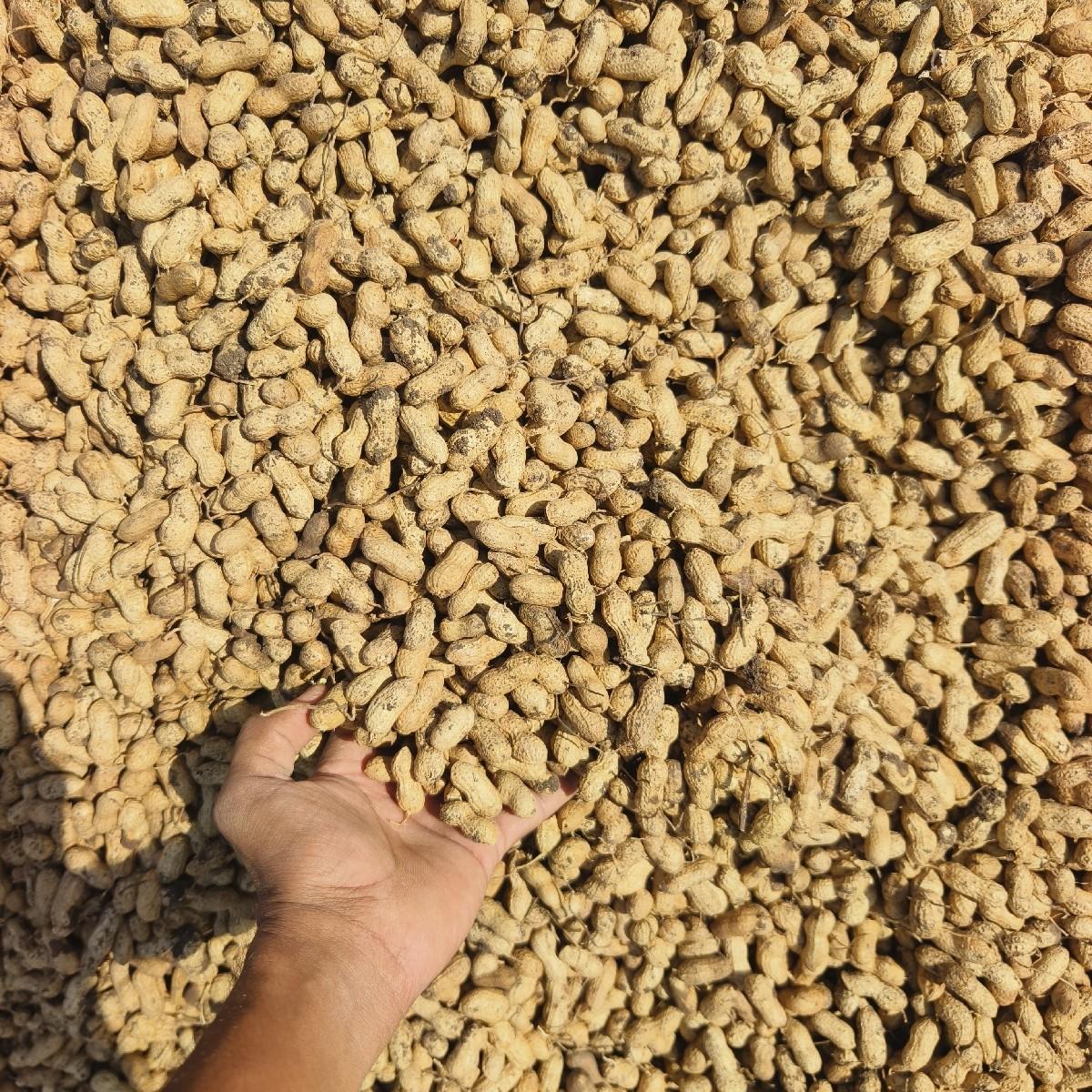 કોરી માંડવી છે 128 માંડવી છે