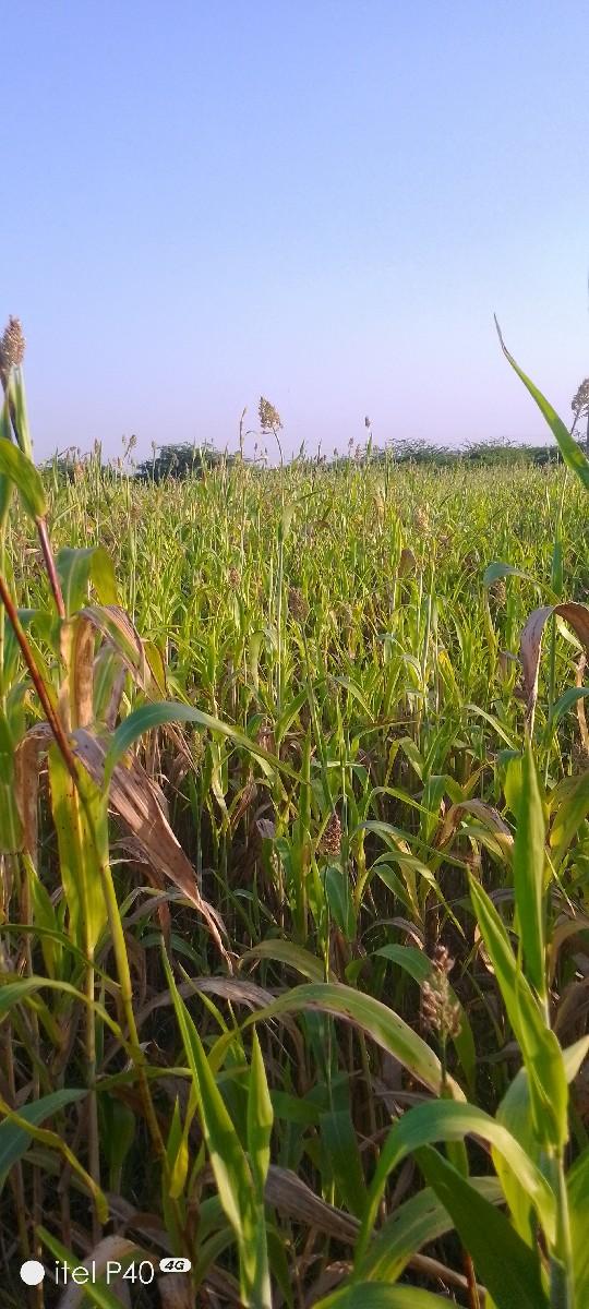 ઊભી જુવાર વેસ વા ની સે