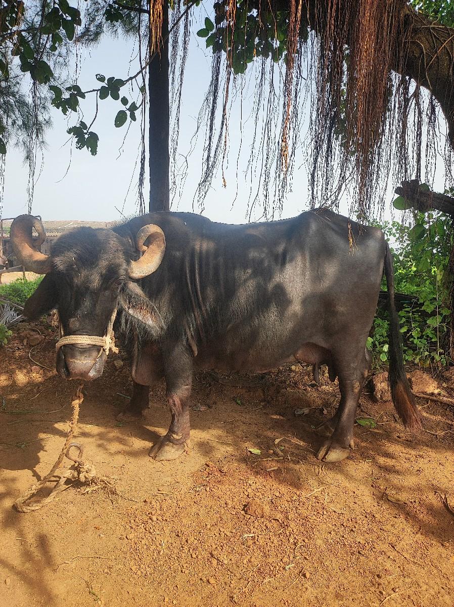 થંબનેલ 2