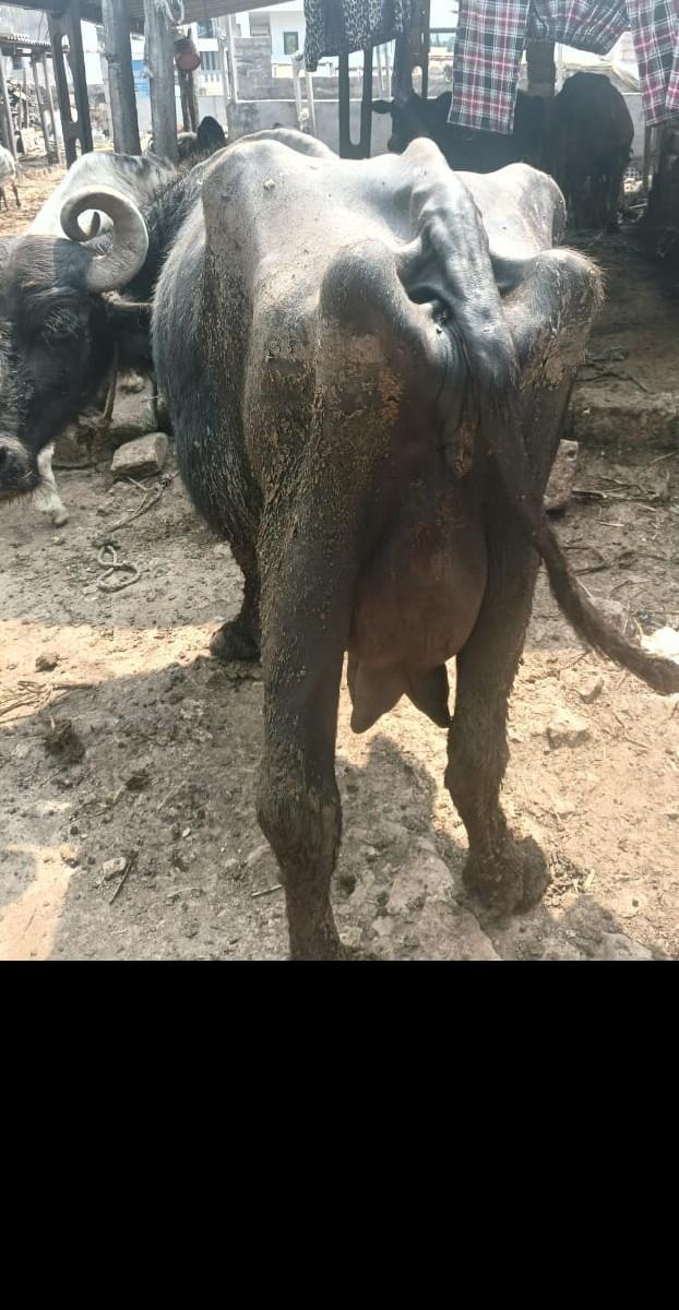 થંબનેલ 2