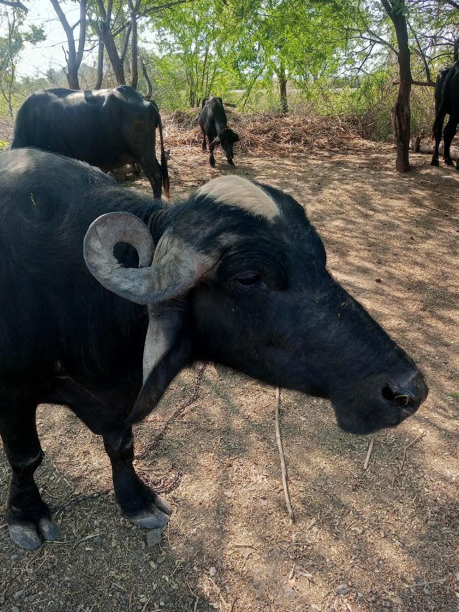 થંબનેલ 2