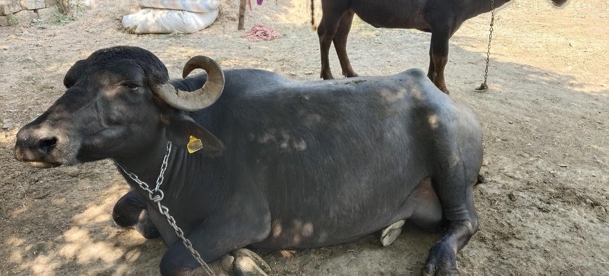 થંબનેલ 3