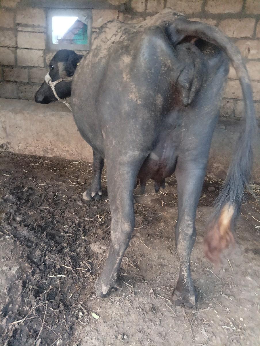 થંબનેલ 5