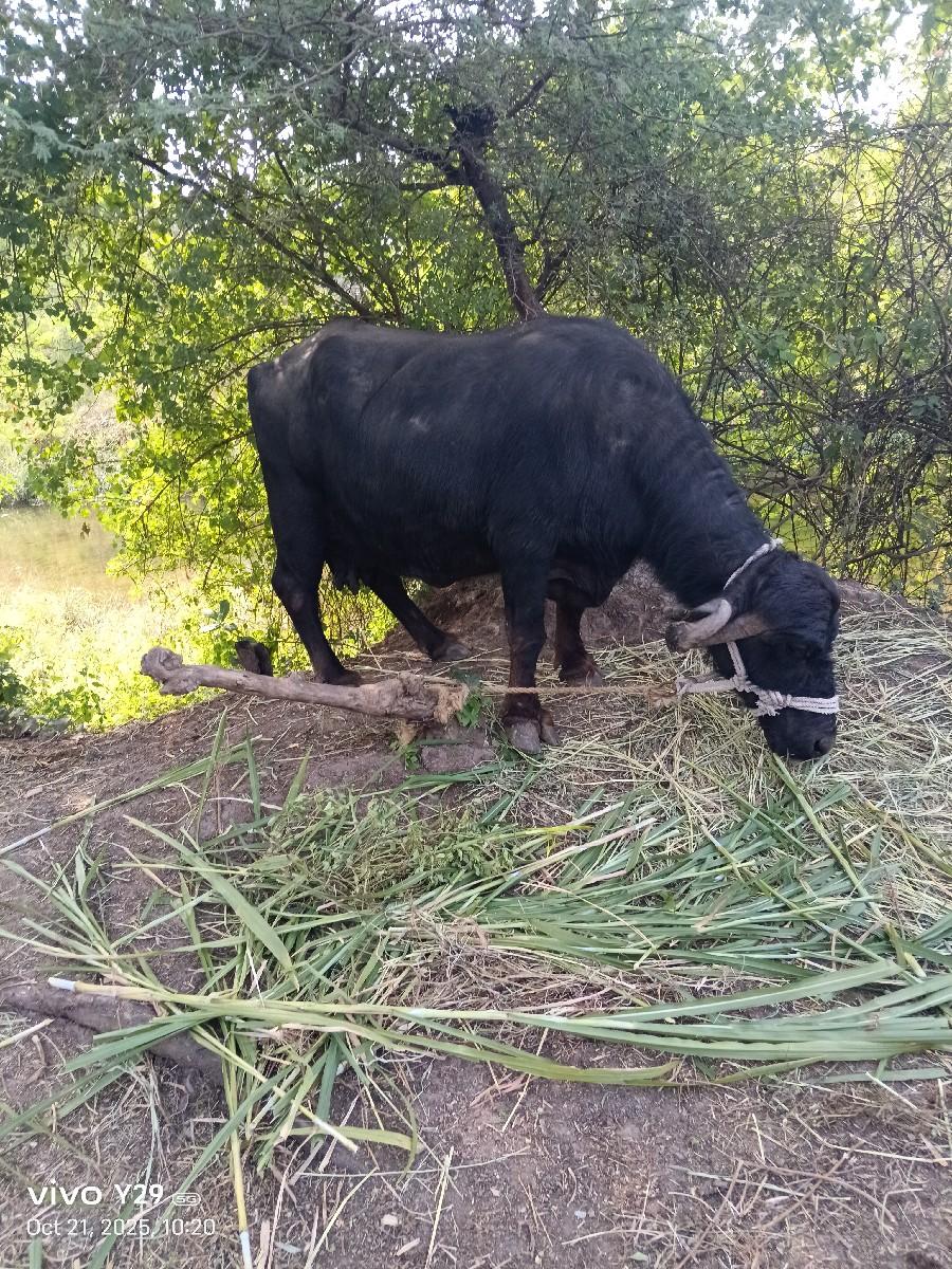 થંબનેલ 2