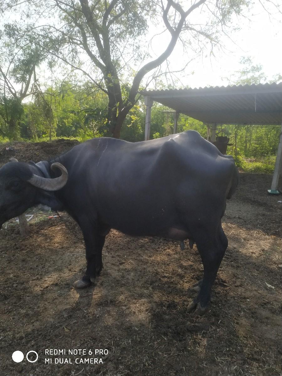 થંબનેલ 2