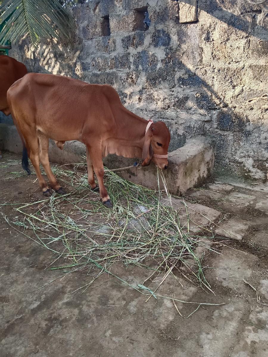 આ વાસળી વેચવાની છે મફત કોઈને