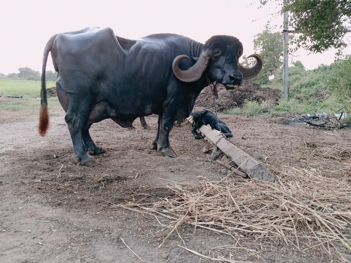 ભેંસ વેચવાની ચોથું વેતર ગામ જુનાગઢ