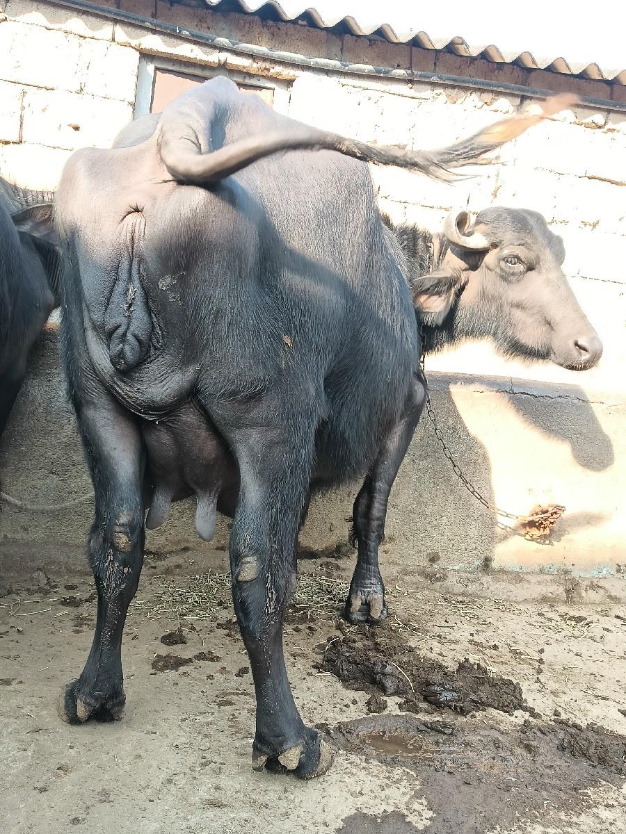 થંબનેલ 2