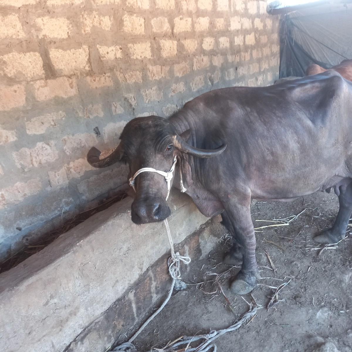 વીરાભાઇ કોડીયાતર