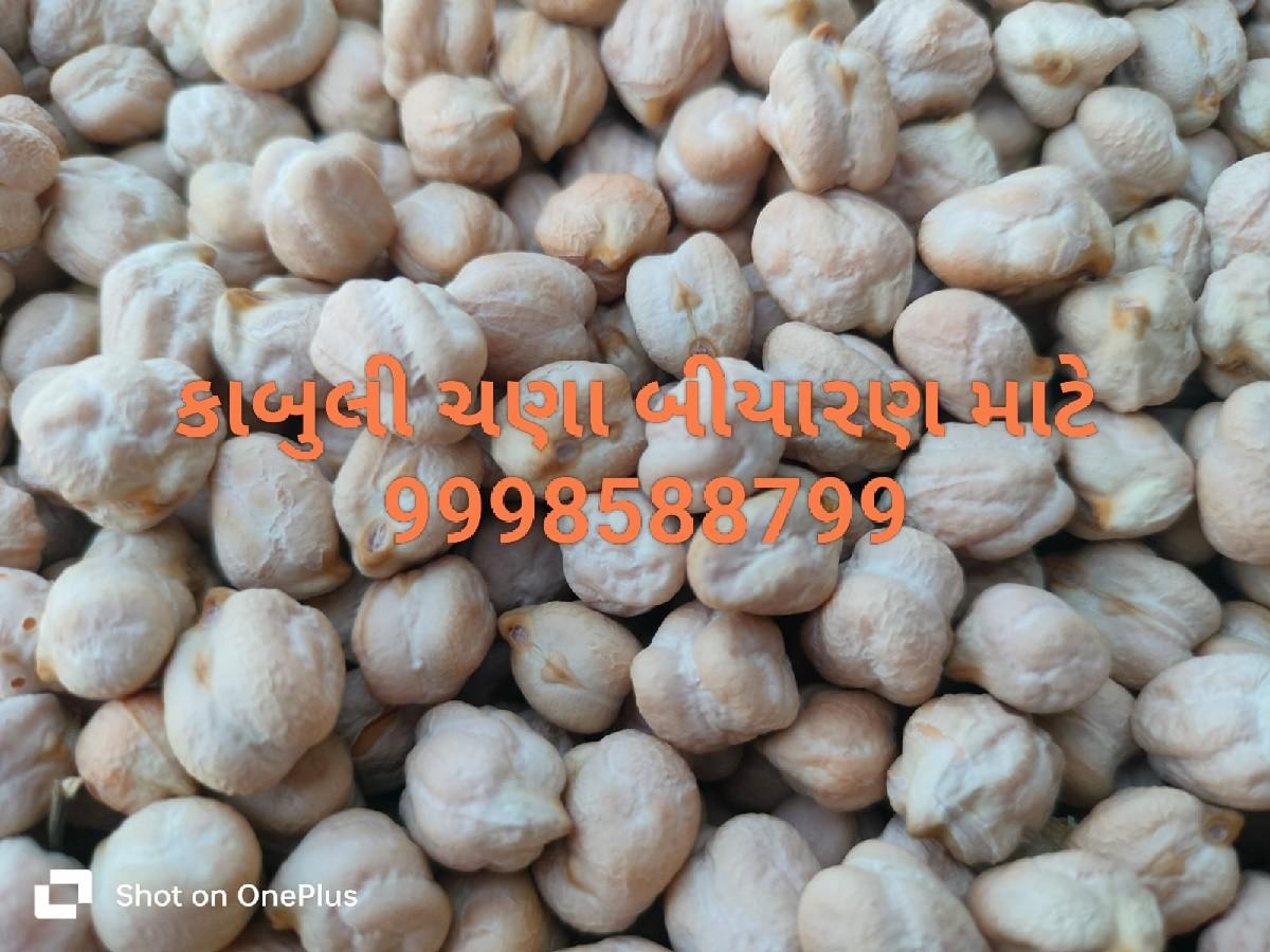 ચણા બીયારણ માટે કાબુલી સફેદ