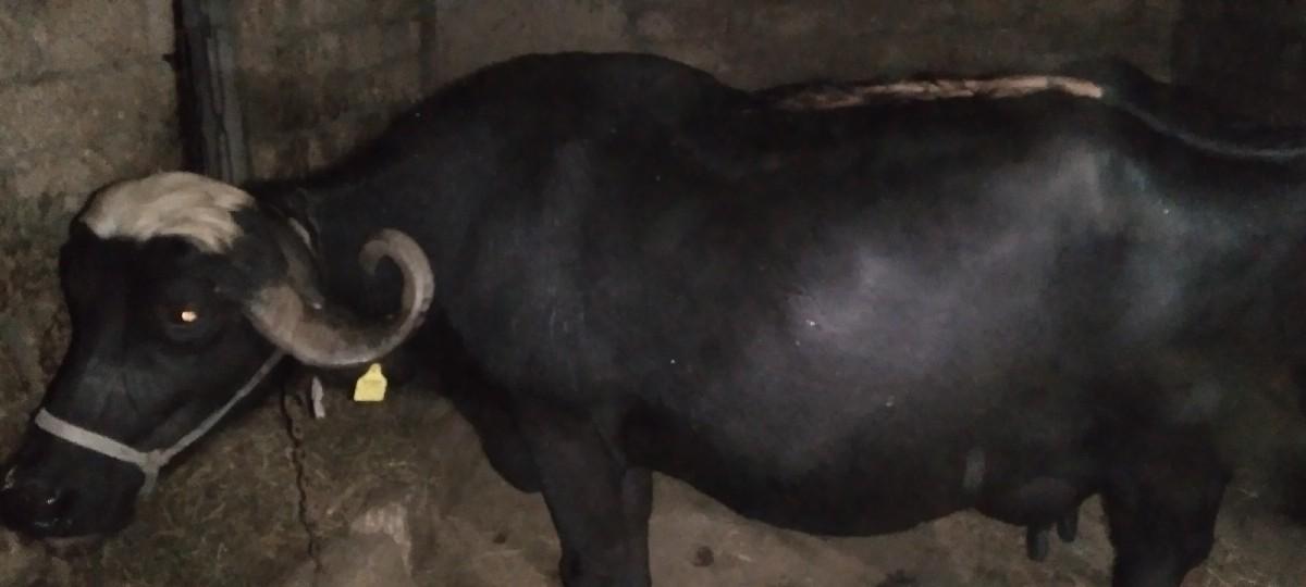 થંબનેલ 3