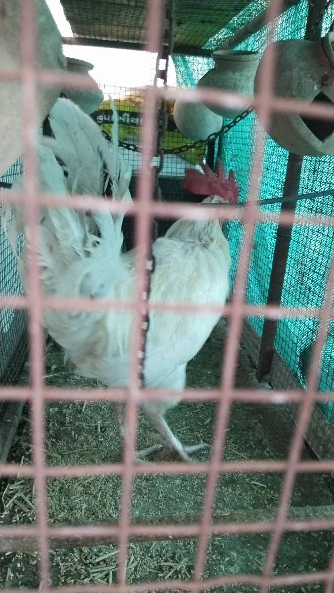 થંબનેલ 3