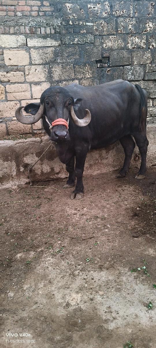 4 વર્ષ ની ખડેલી