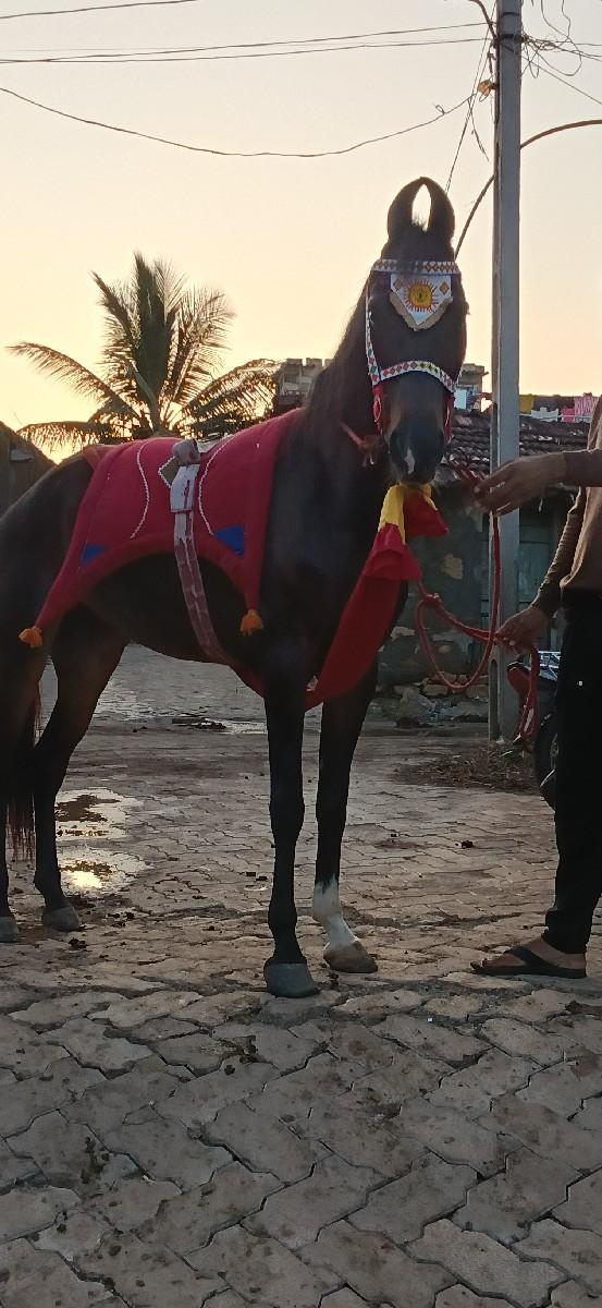 થંબનેલ 2