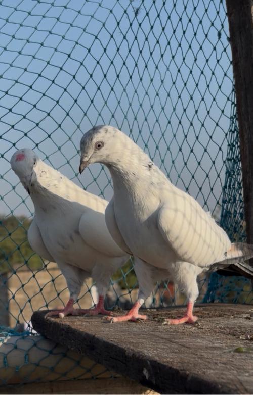 થંબનેલ 2