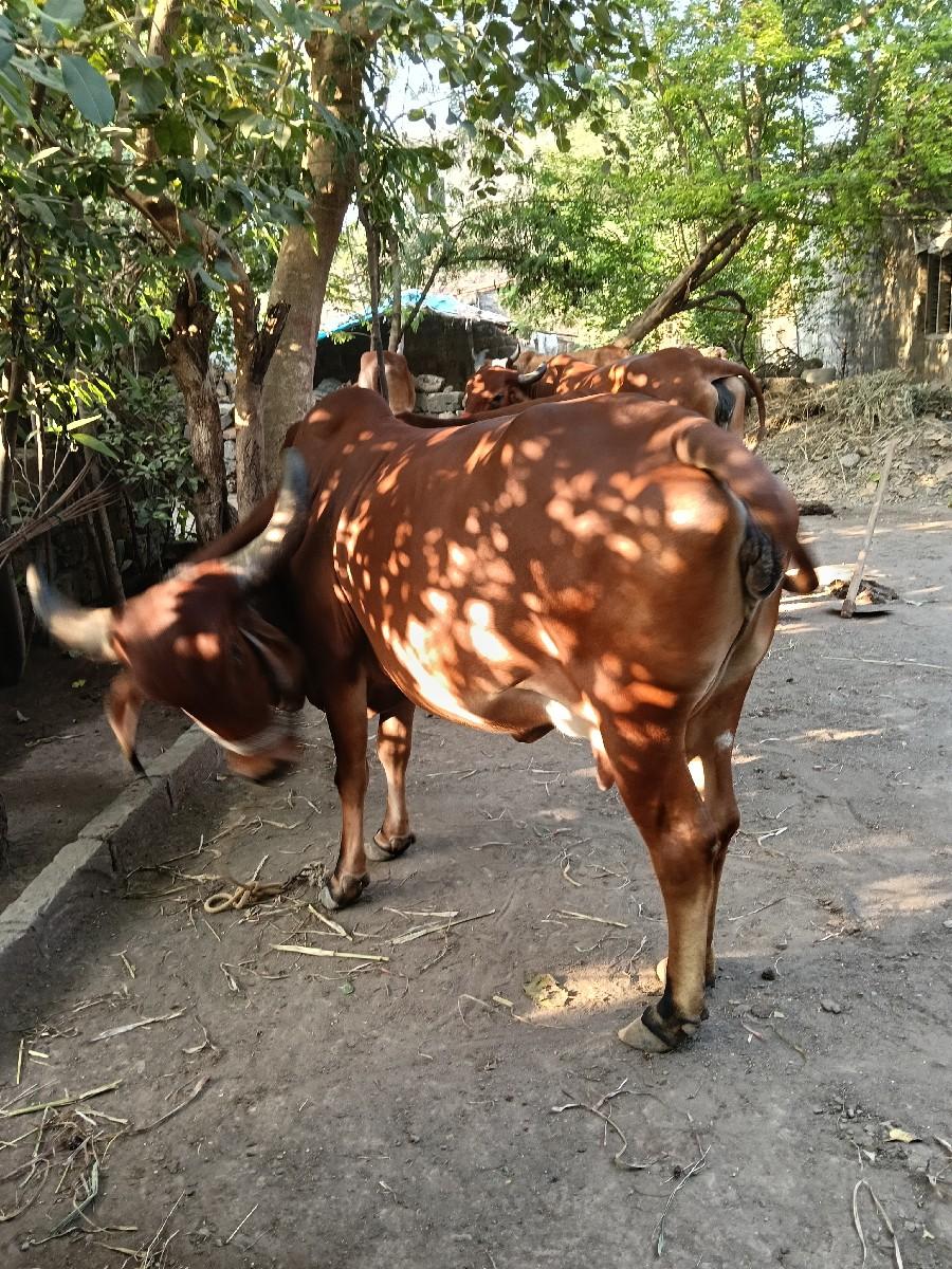 થંબનેલ 2