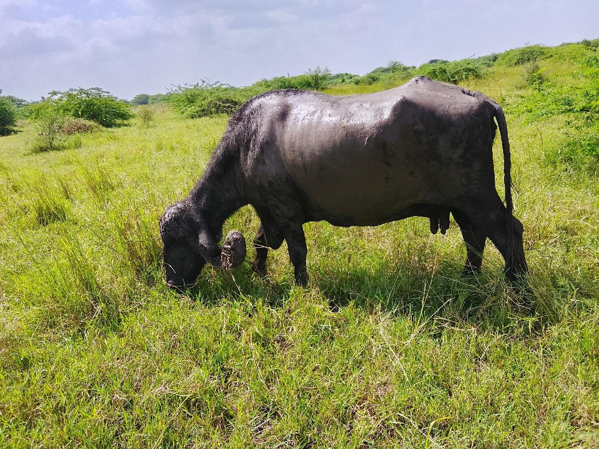 ભેંસ વેસવાની સે