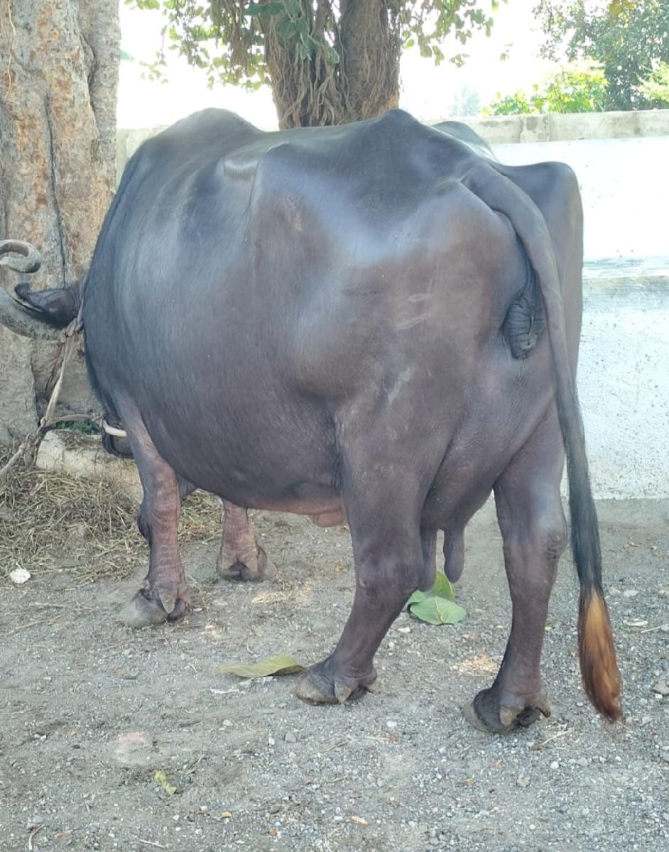 થંબનેલ 3