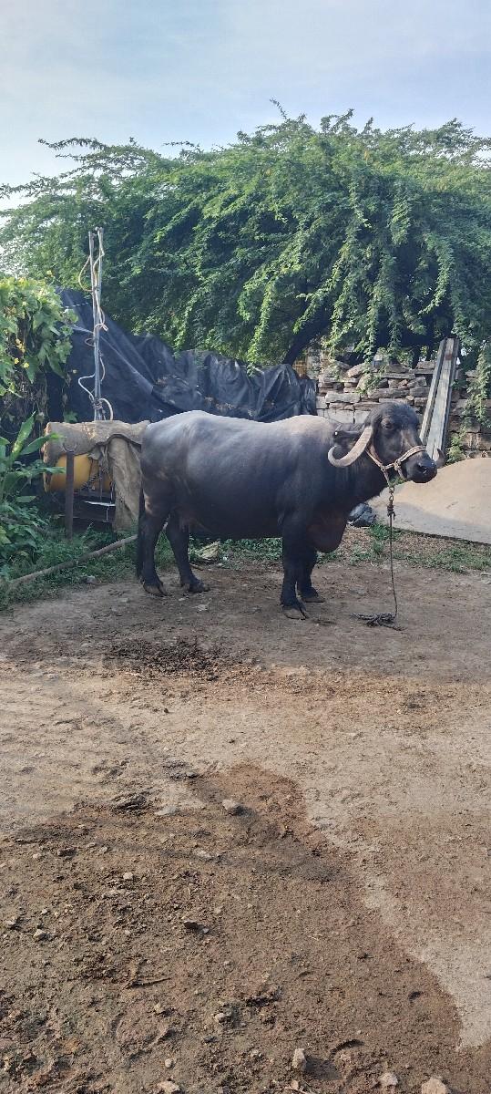 થંબનેલ 2