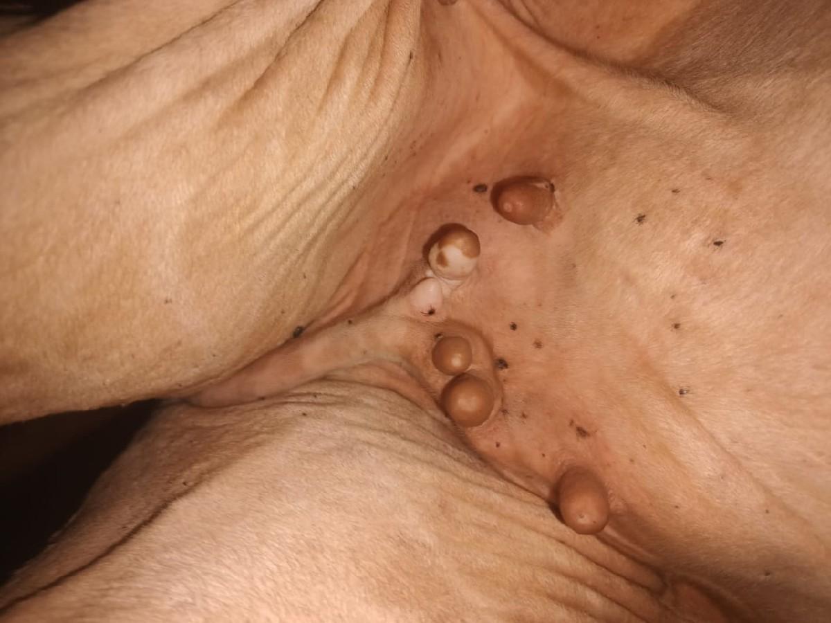 હોડકી દેવા ની સે