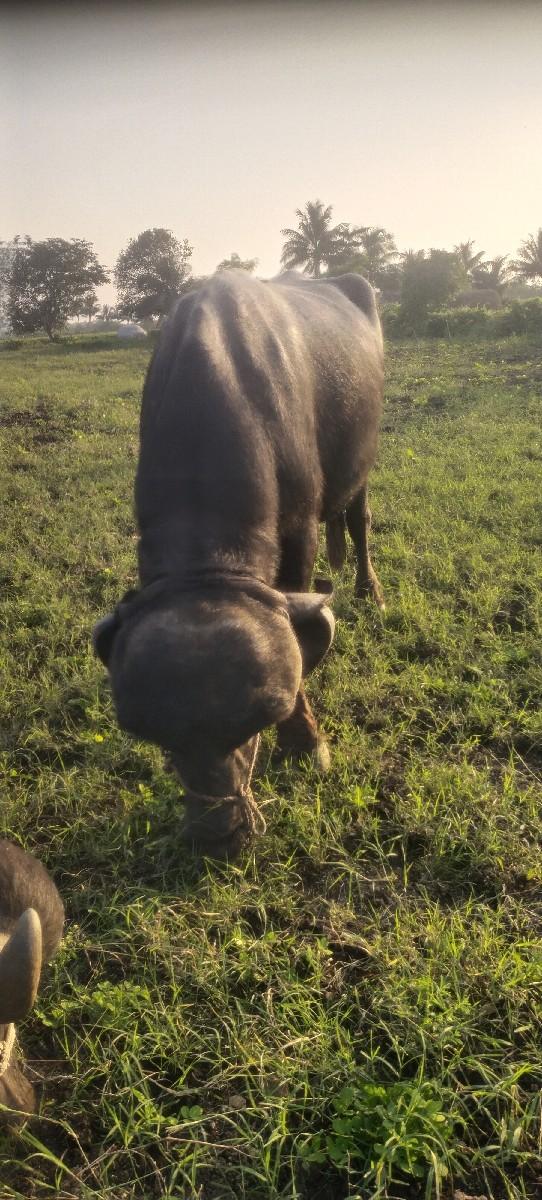 થંબનેલ 2