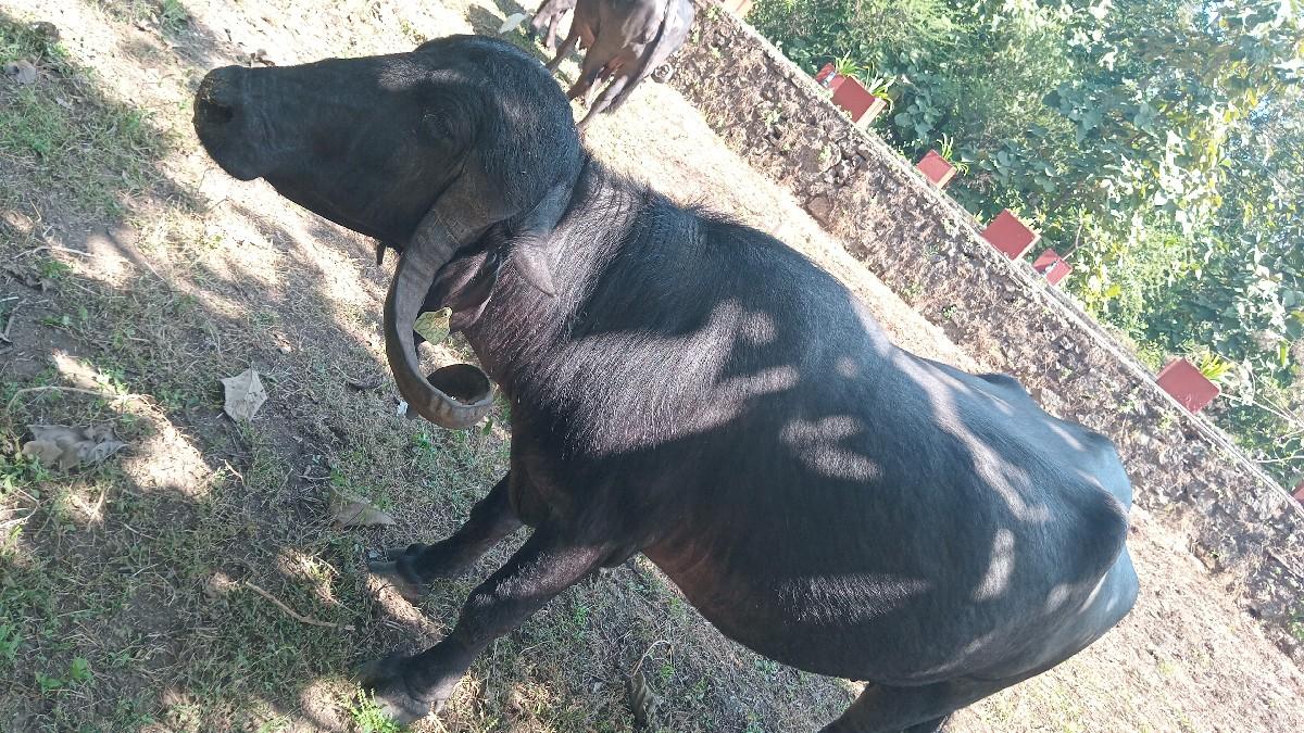 ભેસ વેચવાની છે