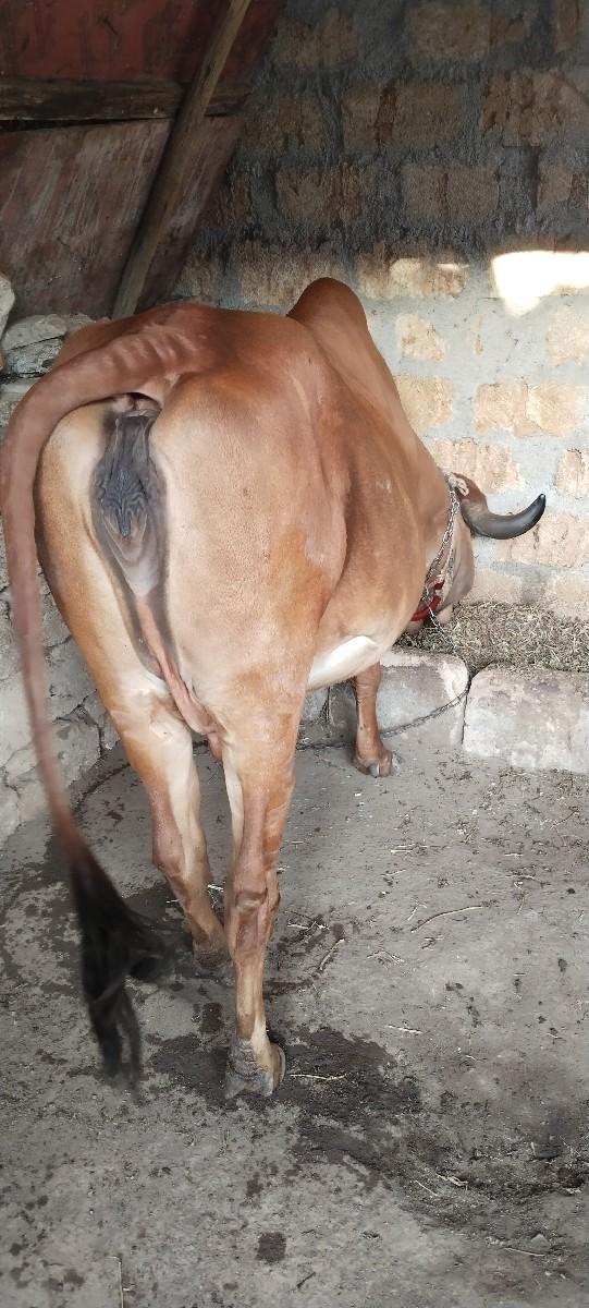 થંબનેલ 2