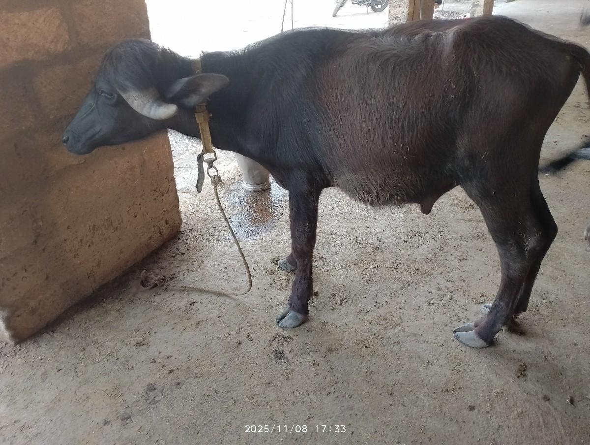 પાડો વેચવાનો છે