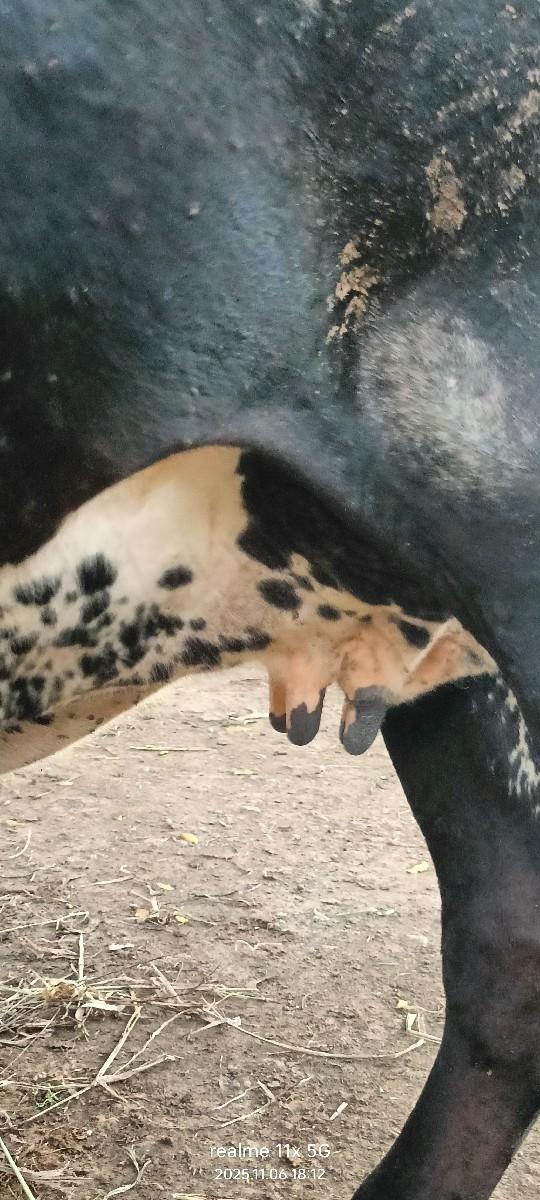 થંબનેલ 4