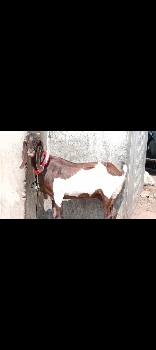 થંબનેલ 2