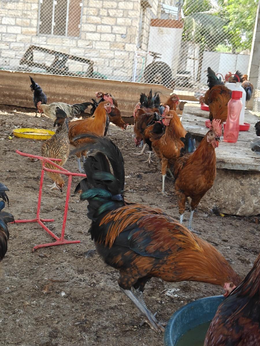 murgha deva na che🐓