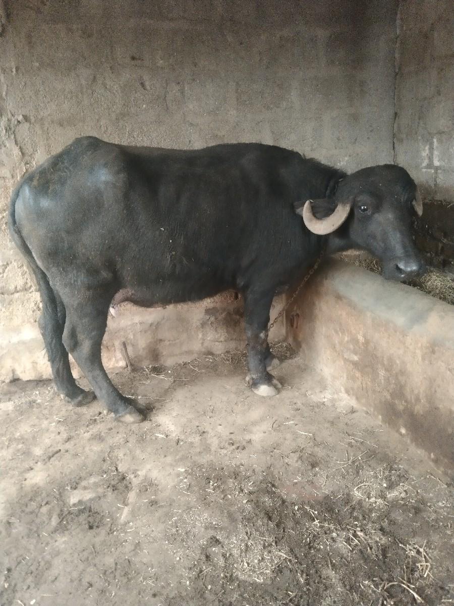 પેલું વેતર ભેંસ વેચવાની છે.