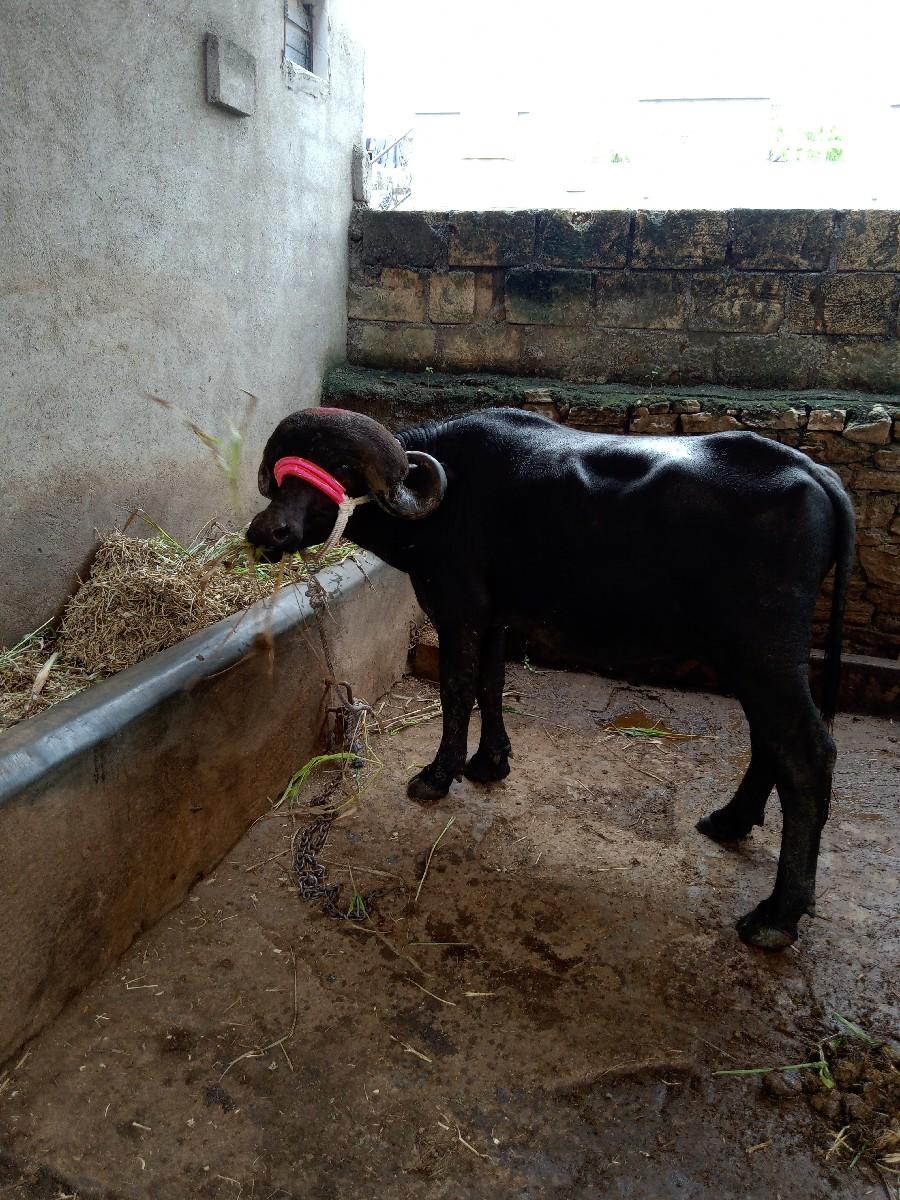 થંબનેલ 2