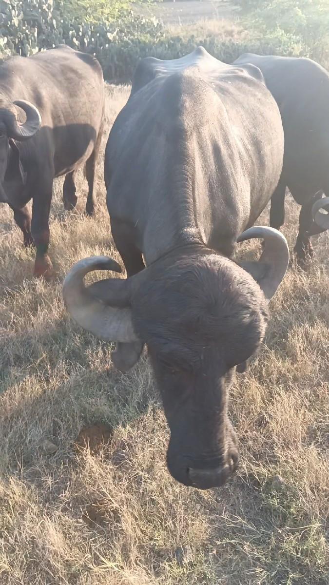 થંબનેલ 2