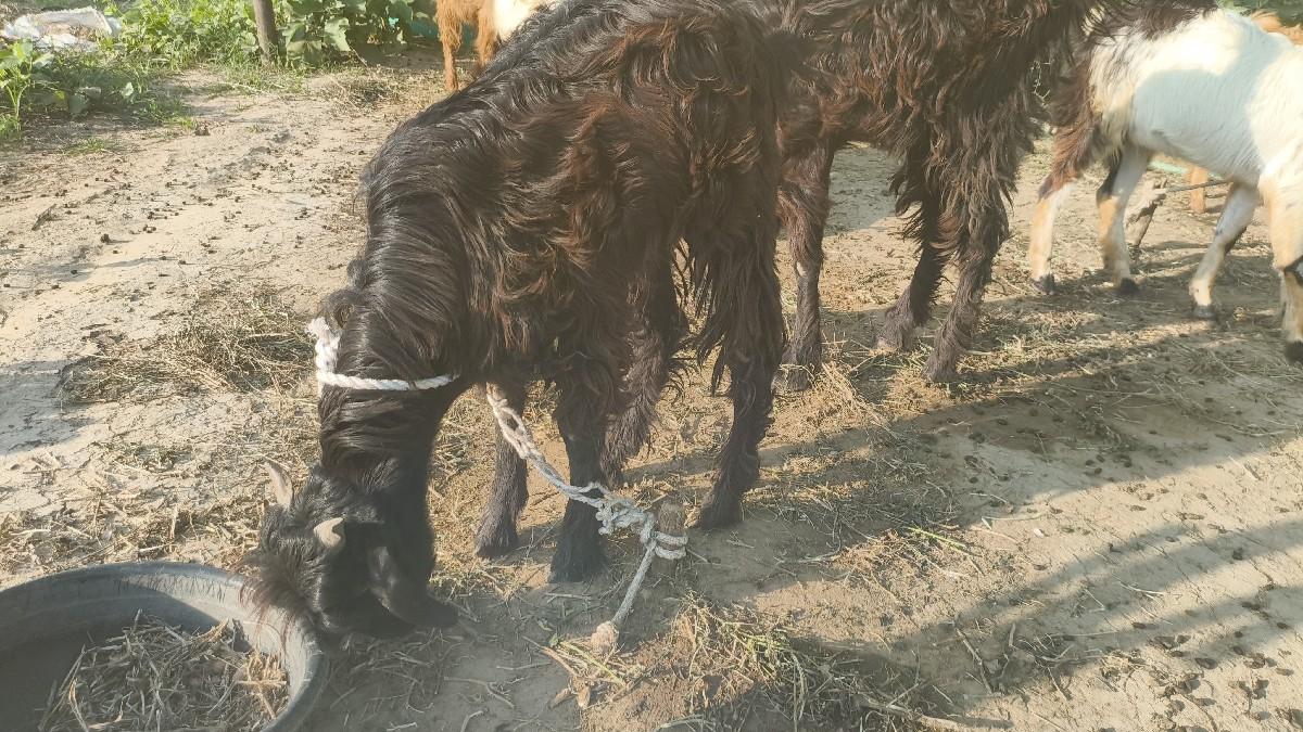 થંબનેલ 3