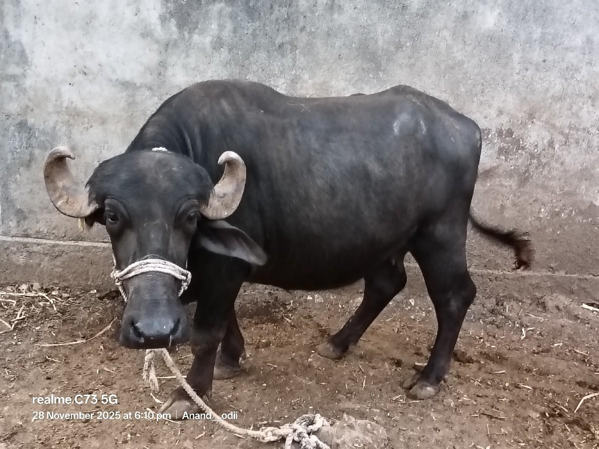 થંબનેલ 2