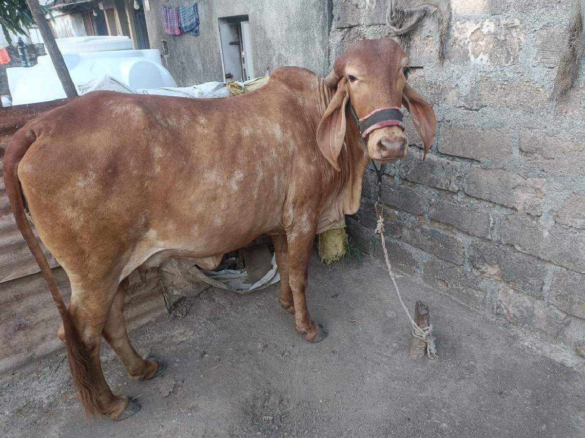 વેચવાની છે