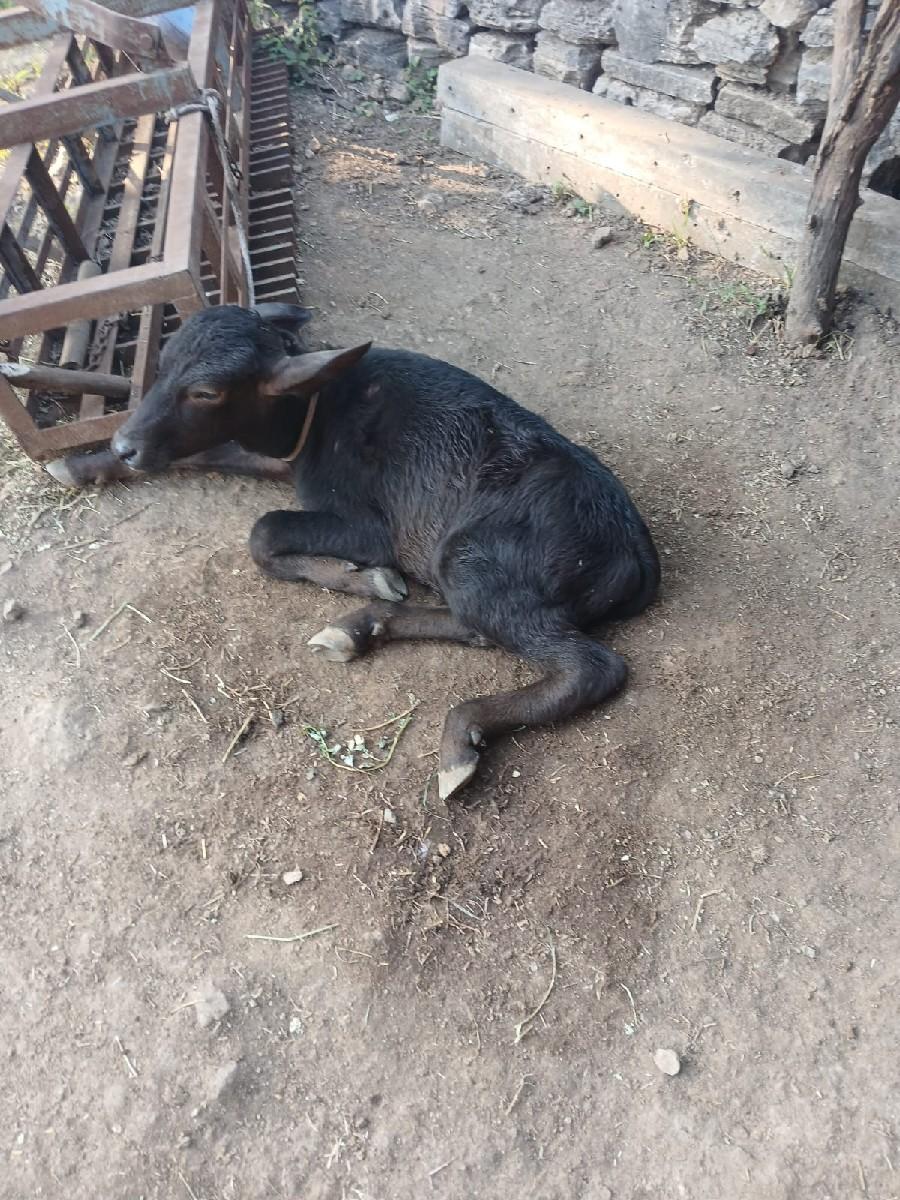 થંબનેલ 3