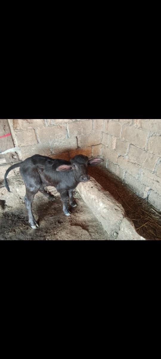 થંબનેલ 3