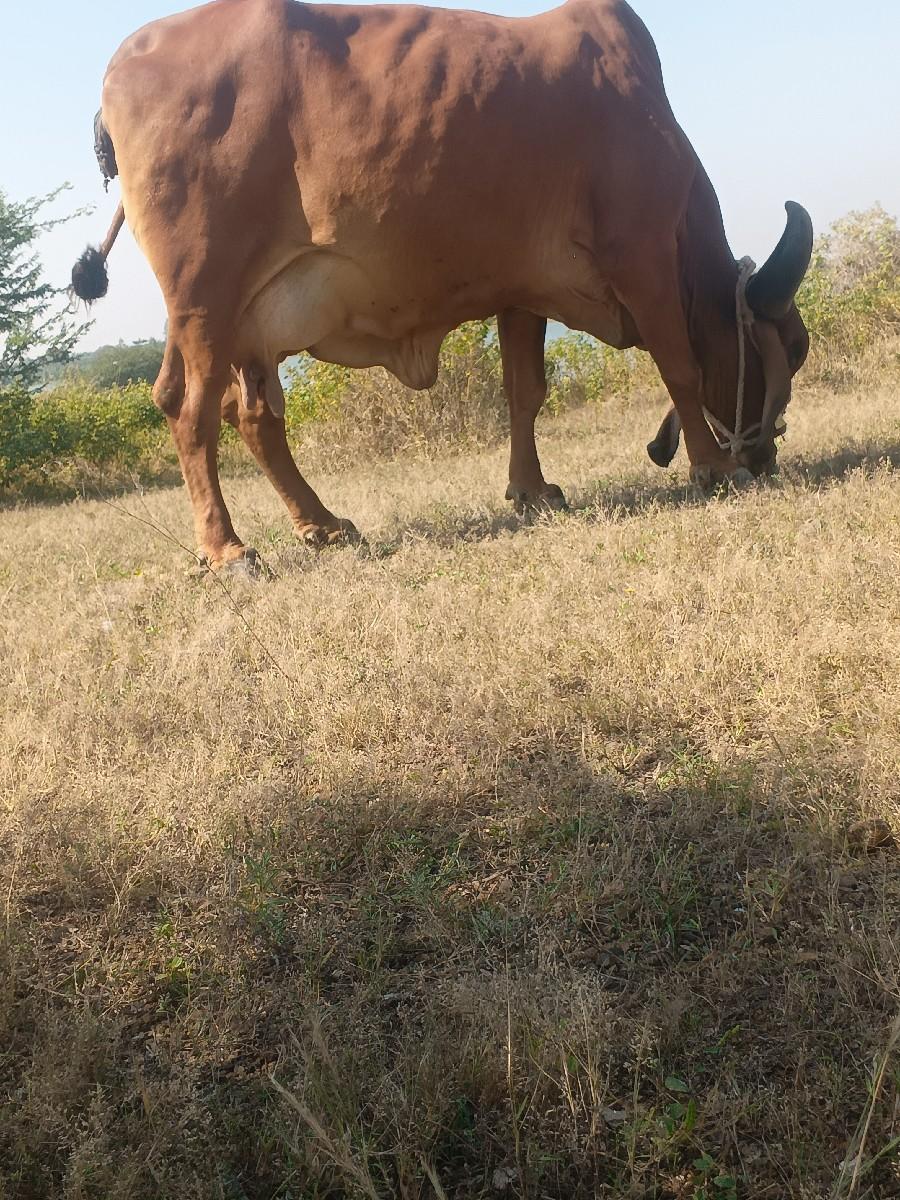 ગાય વેચવાની છે