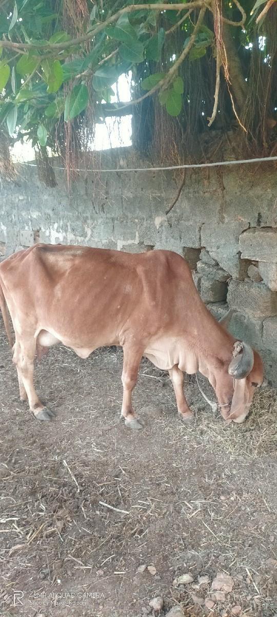 દેસી ગાય વેચવાની છે